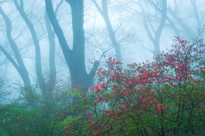 濃霧の中の木々の影とヤマツツジの赤